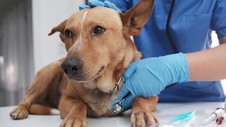 Hund auf dem Behandlungstisch beim Tierarzt