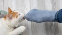 Hauskatze beißt in die blauen Socken am Fuß eines Menschen