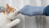 Hauskatze beißt in die blauen Socken am Fuß eines Menschen