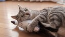 Eine Katze mit einem Spielzeugfisch macht einen nicht zu deutenden Gesichtsausdruck