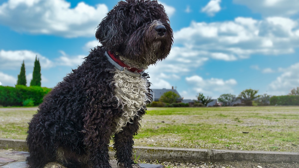 Spanischer Wasserhund sitzend vor Blauem Himmel und grüner Wiese