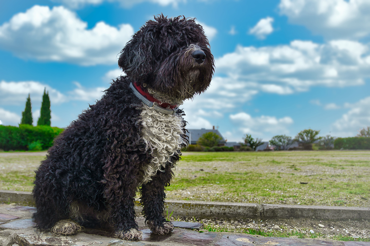 Spanischer Wasserhund: Charakter, Aussehen und Haltung - PETBOOK