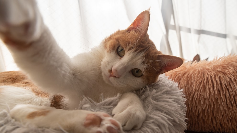 Orange-weiße Katze streckt Pfote nach der Kamera aus