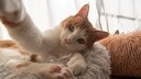 Orange-weiße Katze streckt Pfote nach der Kamera aus