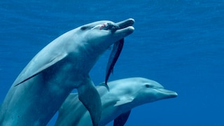 Zwei Delfine (Große Tümmler) schwimmen durchs Wasser, einer trägt einen Köder im Maul