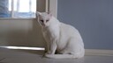 Eine offensichtlich kranke, weiße Katze sitzt neben der Tür