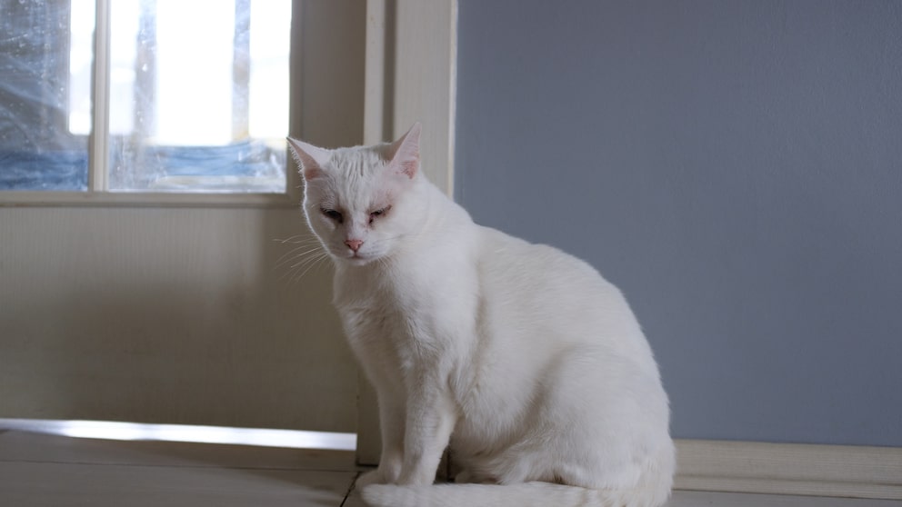 Eine offensichtlich kranke, weiße Katze sitzt neben der Tür
