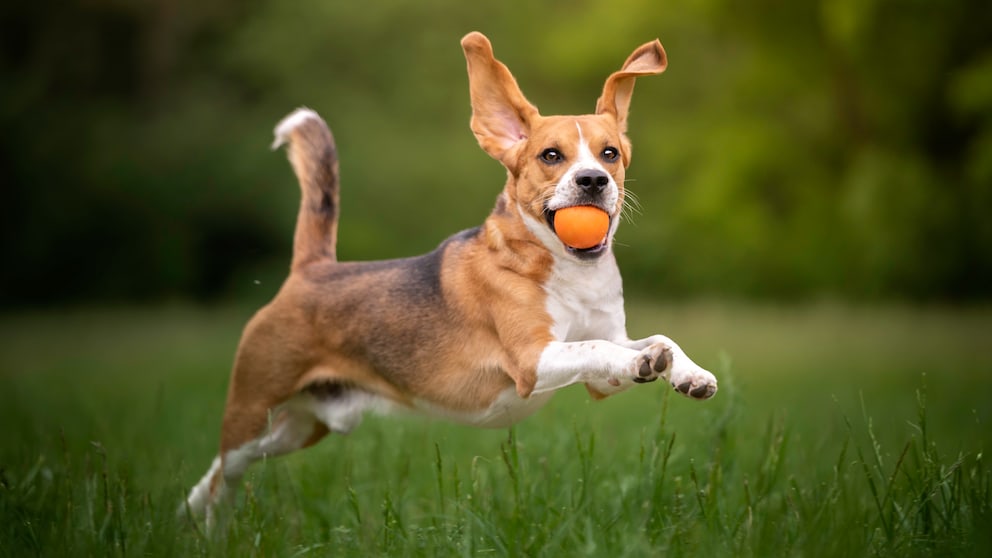 Beagle springt über Wiese mit Ball im Maul
