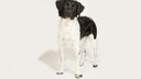 Der Stabyhoun, auch bekannt als Frisian Pointer oder Friese Stabij, ist eine mittelgro&szlig;e Rasse von Hunden, die ihren Ursprung in den Niederlanden hat.