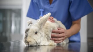 Um Ihr Kaninchen vor der häufig tödlich endenden Chinaseuche zu schützen, empfiehlt sich eine Impfung.