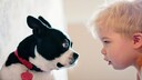 Ein Hund und ein 2-jähriges Kind schauen sich in die Augen