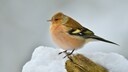 Einige Vogelarten fliegen über den Winter nicht in den Süden, sondern überwintern in Deutschland.