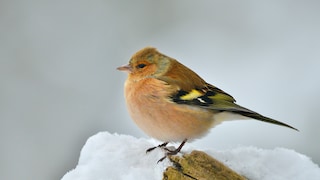 Einige Vogelarten fliegen über den Winter nicht in den Süden, sondern überwintern in Deutschland.  