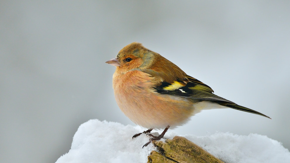 Einige Vogelarten fliegen über den Winter nicht in den Süden, sondern überwintern in Deutschland.  