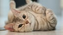 Katze rollt sich auf den Rücken