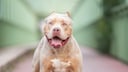 Hund der Rasse American XL Bully auf einem Weg stehend