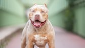 Hund der Rasse American XL Bully auf einem Weg stehend
