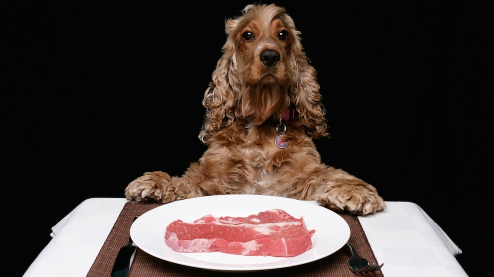 In Rom hat kürzlich das erste Gourmet-Restaurant für Hunde eröffnet. 