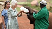 Königin Camilla (r.) füttert mit Hilfe von Tierpflegern einen Baby-Elefanten in Kenia