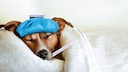 Jack Russel Terrier liegt mit Eisbeutel auf dem Kopf und Fieberthermometer im Maul zugedeckt im Bett