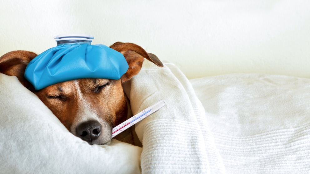 Jack Russel Terrier liegt mit Eisbeutel auf dem Kopf und Fieberthermometer im Maul zugedeckt im Bett
