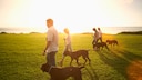 Menschen laufen bei Sonnenuntergang mit ihren Hunden über die Wiese