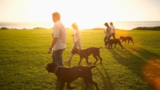 Menschen laufen bei Sonnenuntergang mit ihren Hunden über die Wiese