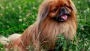 Der Pekinese hat seinen Ursprung in China und wurde dort w&auml;hrend der Qing-Dynastie als Symbol f&uuml;r Gl&uuml;ck und Wohlstand gesch&auml;tzt.