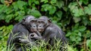Zwei Bonobos umarmen sich im Gras