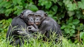 Zwei Bonobos umarmen sich im Gras