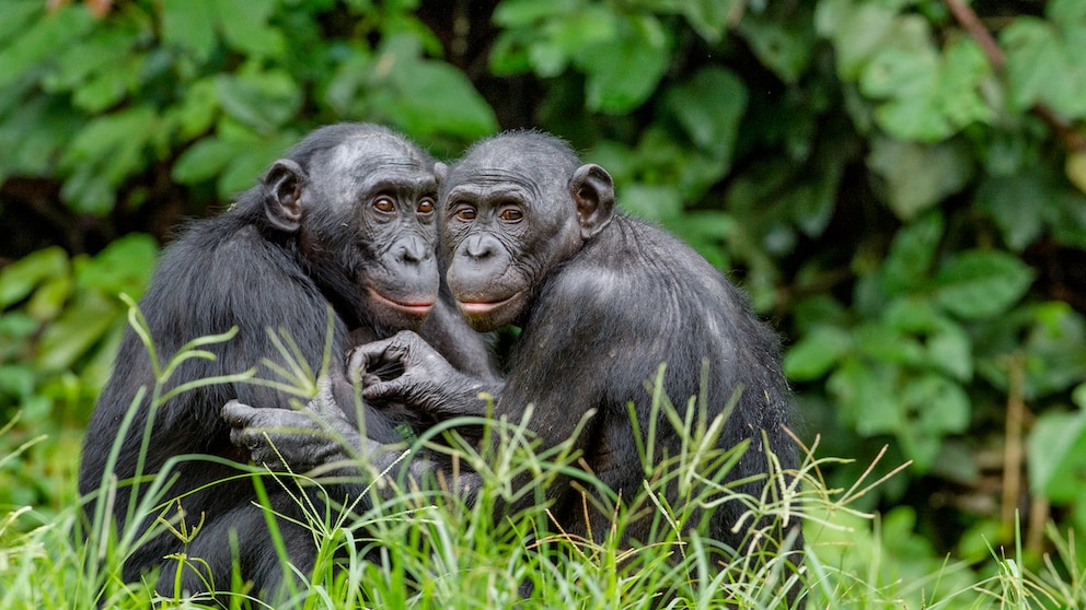 Zwei Bonobos umarmen sich im Gras