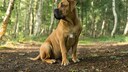Junger Boerboel im Wald auf dem Boden sitzend