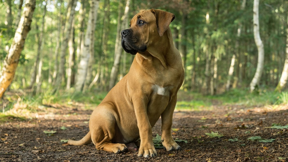 Junger Boerboel im Wald auf dem Boden sitzend