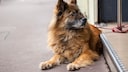 Hund liegt angebunden vor einem Geschäft auf dem Bürgersteig