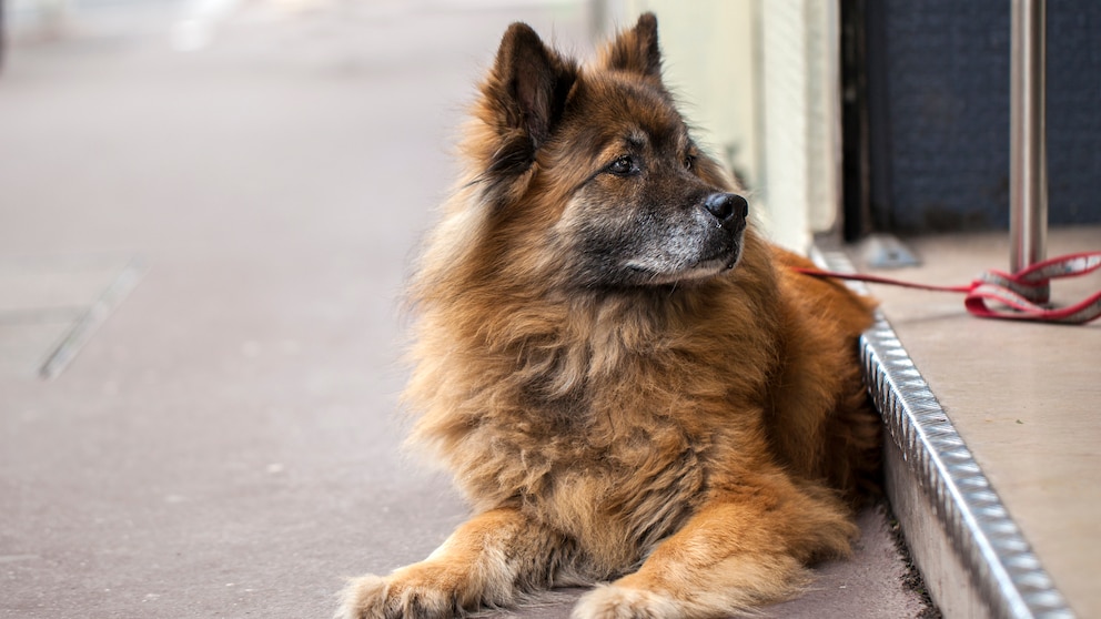 Hund liegt angebunden vor einem Geschäft auf dem Bürgersteig