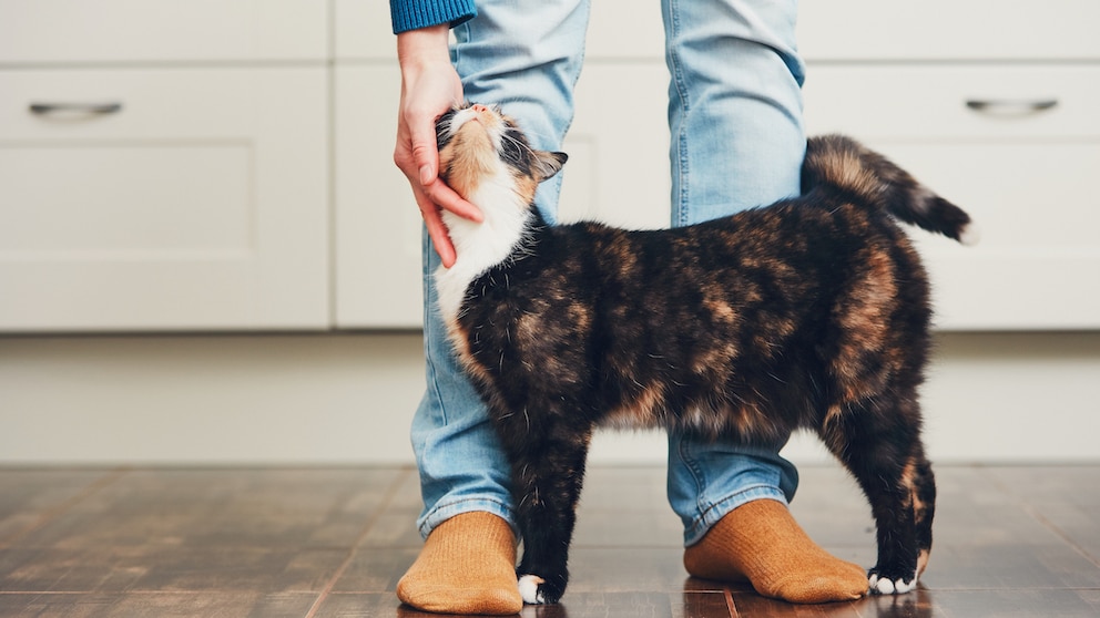 Katze streift Menschen um die Beine und wird am Kopf gestreichelt