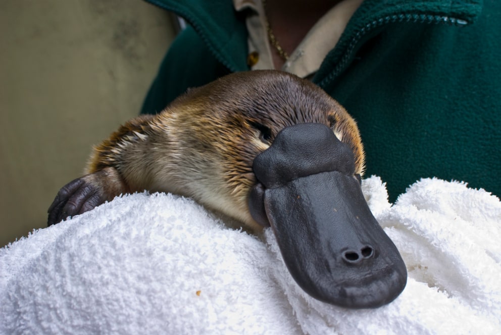 A platypus being transported on a towel by a zookeeper