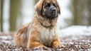 Der Leonberger wurde durch gezielte Kreuzungen von Neufundländern, Bernhardinern und Pyrenäenberghunden gezüchtet.