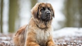 Der Leonberger wurde durch gezielte Kreuzungen von Neufundländern, Bernhardinern und Pyrenäenberghunden gezüchtet. 