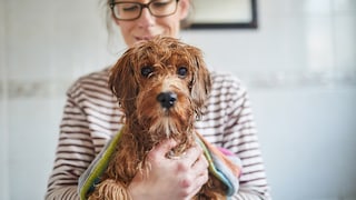 Besitzerin mit nassen Hund auf dem Arm, um den ein Handtuch gewickelt ist