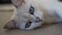 Die Burmilla ist eine verspielte Samtpfote, die ihrem Besitzer gerne auf Schritt und Tritt folgt.