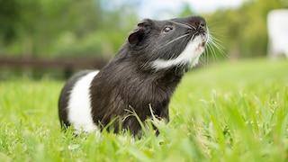 Schwarz-weißes Meerschweinchen auf einer Wiese