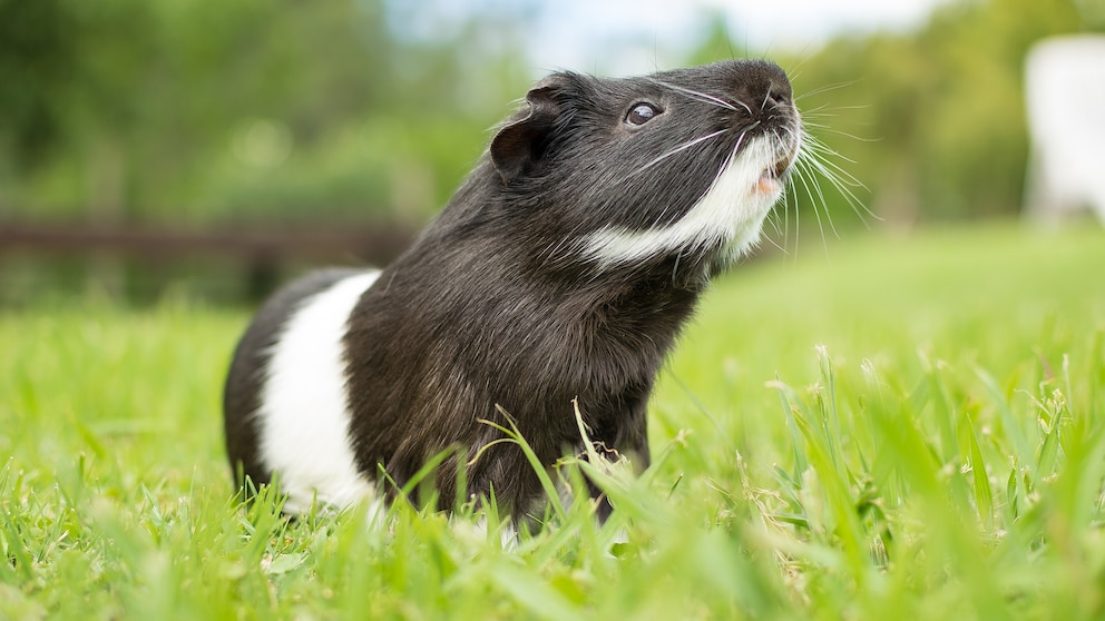 Schwarz-weißes Meerschweinchen auf einer Wiese