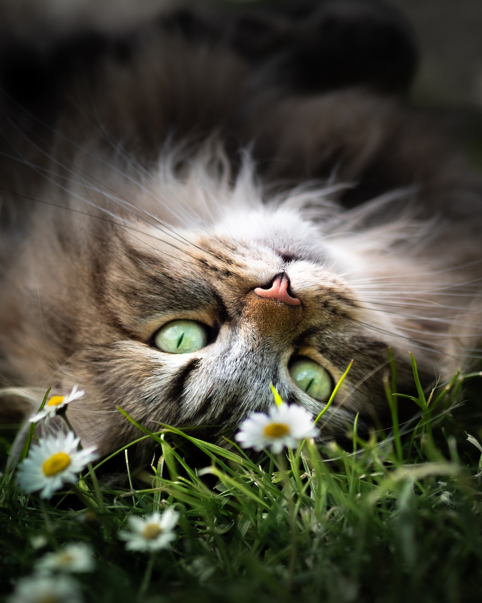 Katzen-Mama Julia träumt von einer weiteren Katze für ihre Familie.