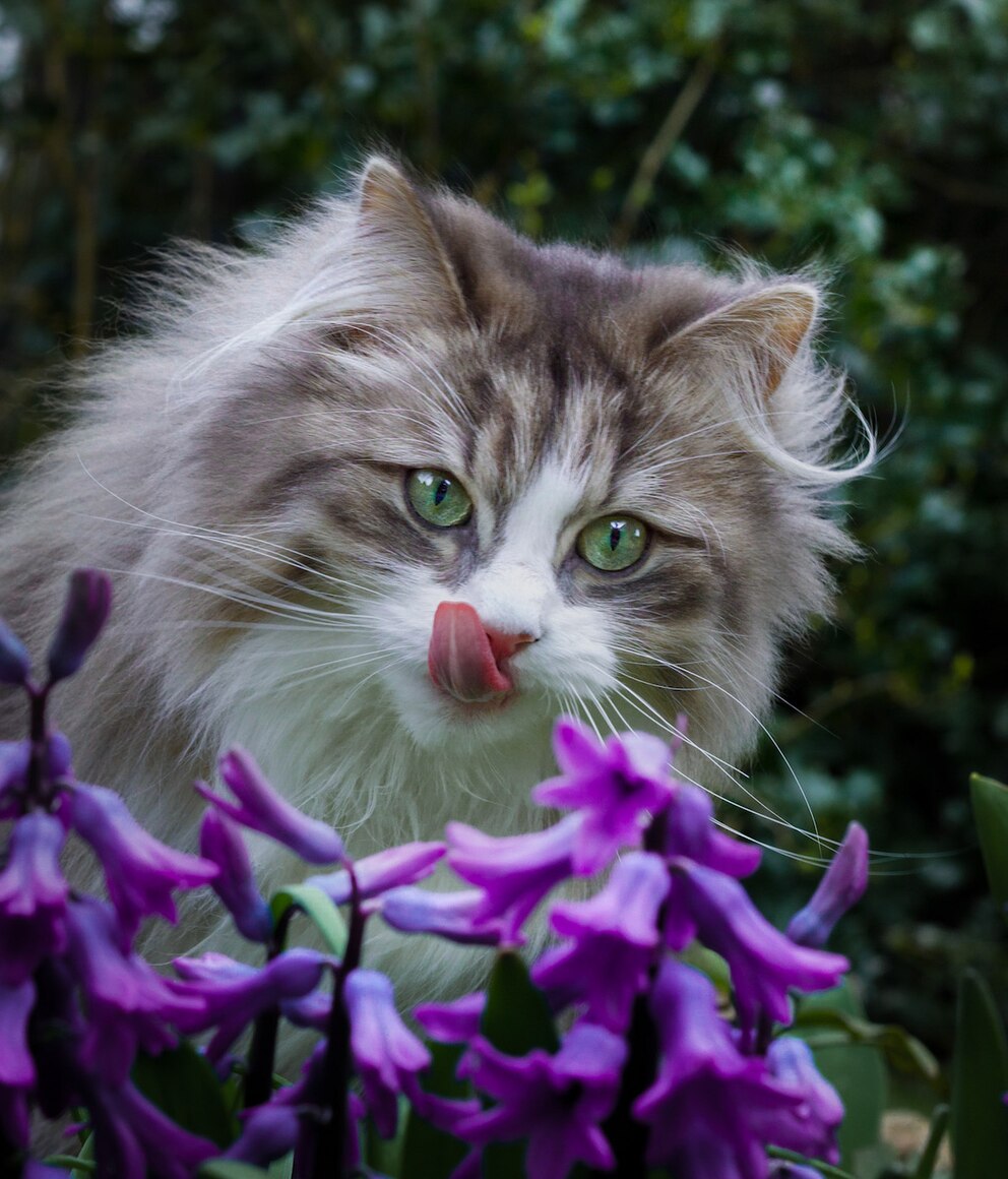 Malou und Nala lieben lange Wandertouren in der Natur.