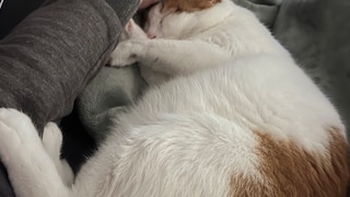 Kater Remo kuschelt, sein dicker Bauch gut sichtbar