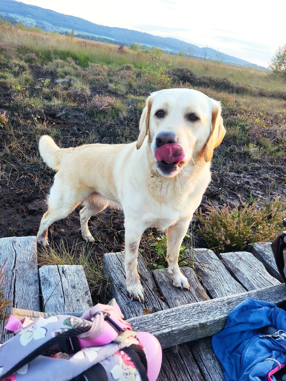 Assistenzhündin Pippa auf einem Spaziergang