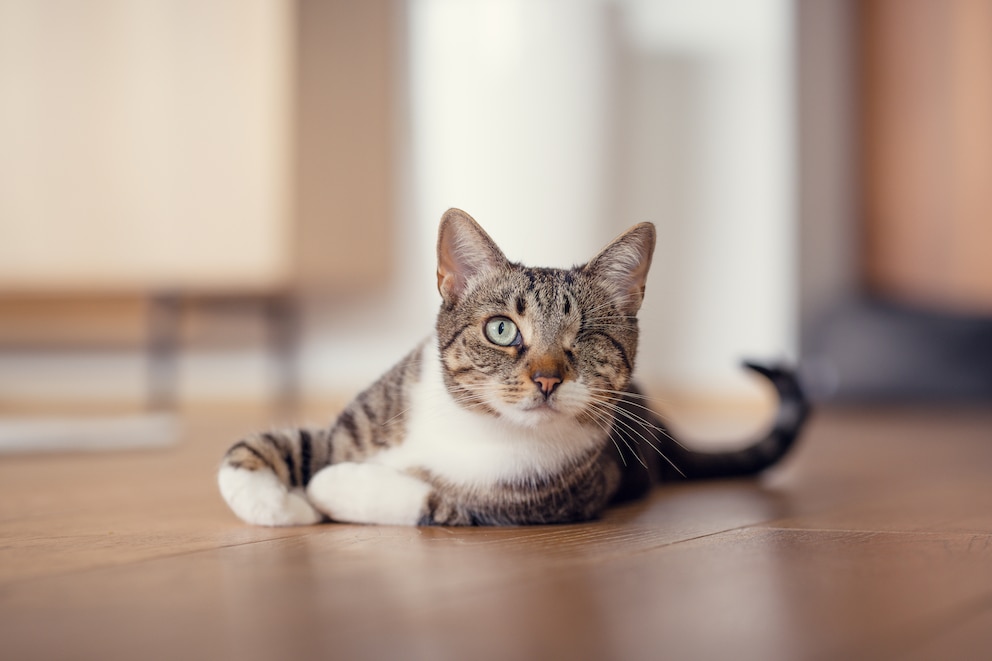 Catfluencerin Luna verlor durch eine Chlamydien-Infektion ihr rechtes Auge.