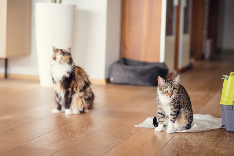 Liah und Luna kommen trotz ihres Handicaps gut im Alltag zurecht und sind mittlerweile richtige Internet-Stars.