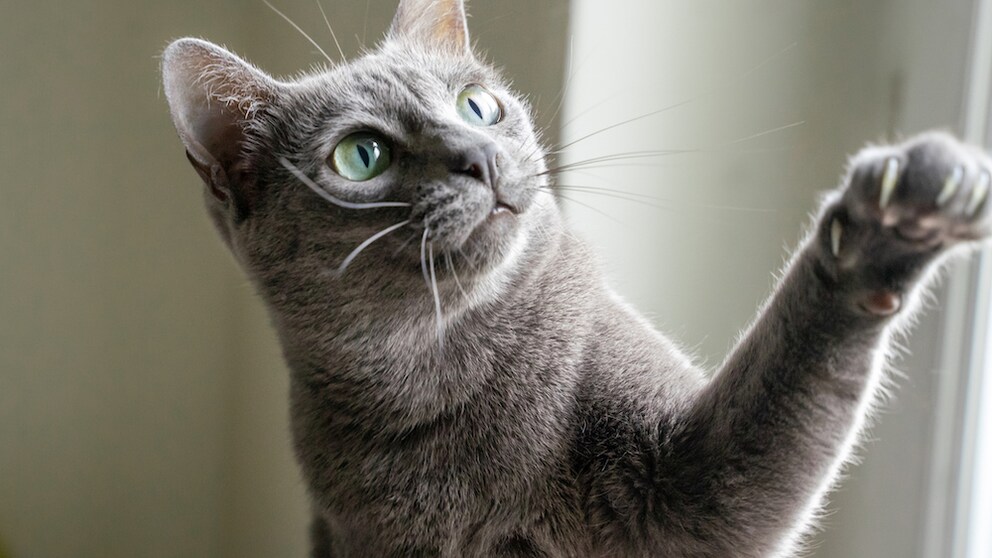 Korat-Katze beim Spiel